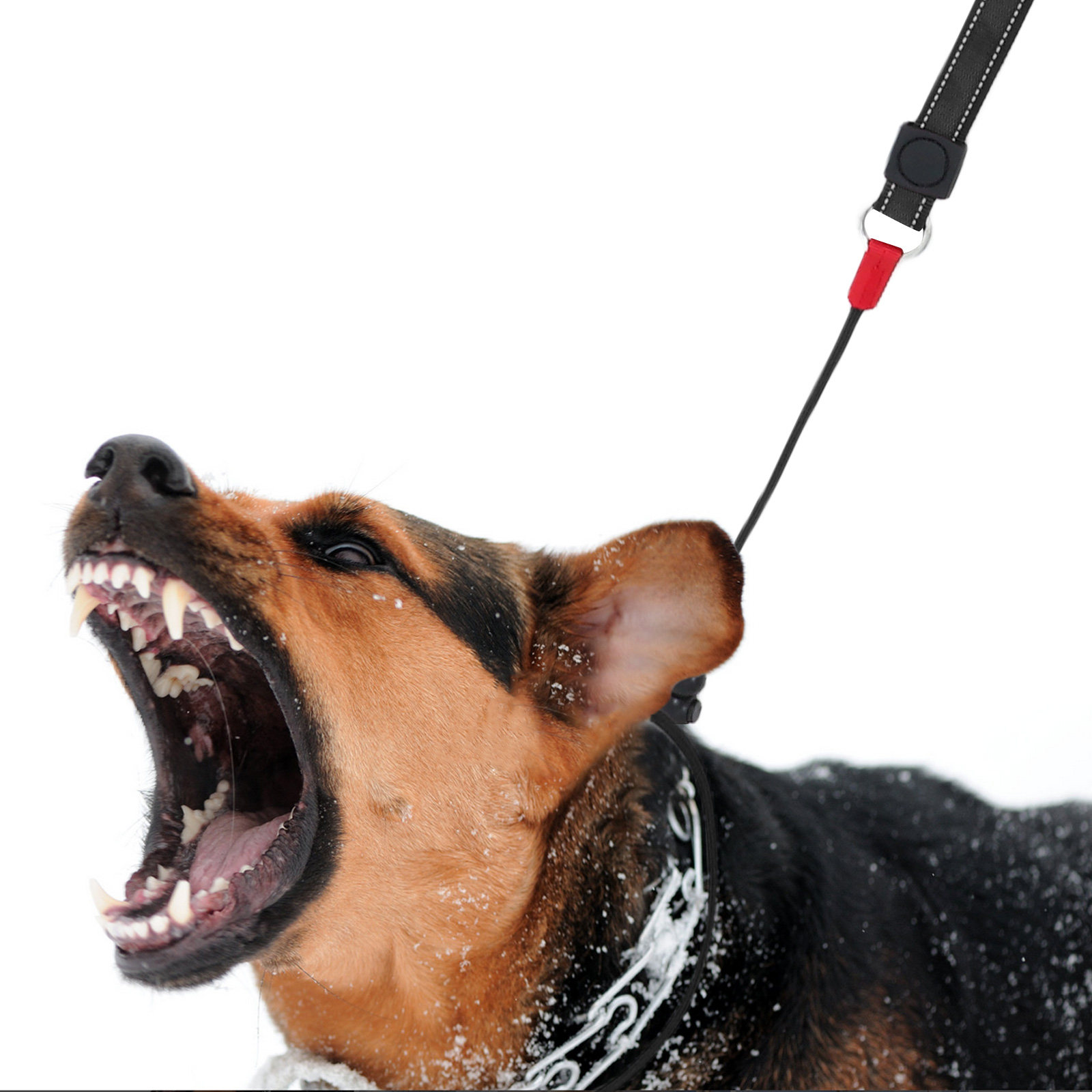 Coleira Antiderrapante para Cã - Outdoor Hunting Dogs avaliação e preço